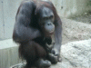 post-101878-1520486366754_thumb.gif