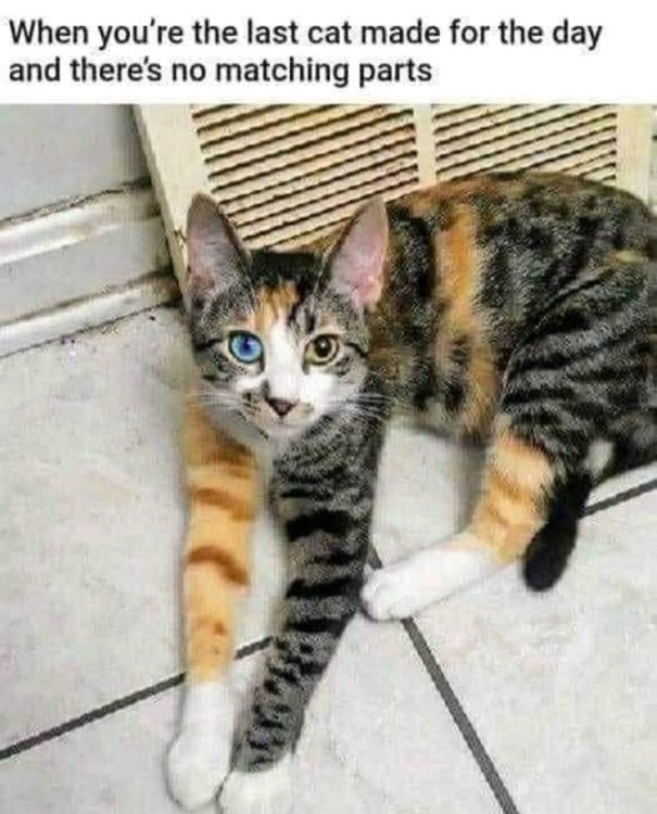 thelastcat.thumb.jpg.35d3d797abf30d7eb822e9f3976e9527.jpg