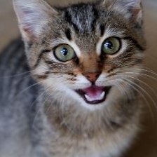 meowmeow